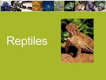 Reptiles. Characteristics Allowed Reptiles to be terrestrial Scales clawed toes Ectothermic internal fertilization amniotic egg.