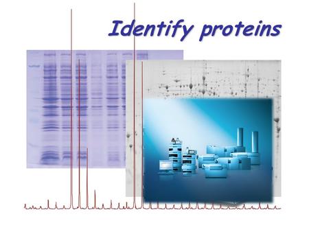 Identify proteins. Proteomic workflow Trypsin A typical sample We add a solution of 50 mM NH 4 HCO 3 (pH 7.8) containing trypsin (0.01-5 µg/µl). Volume.