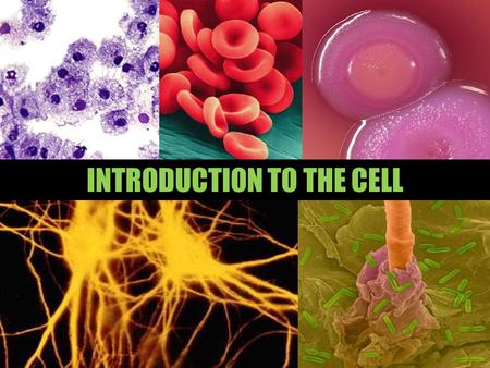 INTRODUCTION TO THE CELL. ANIMAL CELL - EUKARYOTIC 15 8 7.