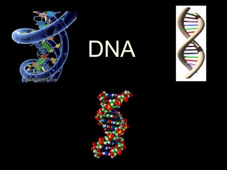 DNA. What is DNA? DNA stands for.. –D: Deoxyribose –N: Nucleic –A : Acid DNA contains the genetic information that ultimately determines an organism’s.