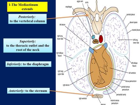 1-The Mediastinum extends 1-The Mediastinum extends Inferiorly: to the diaphragm Superiorly: to the thoracic outlet and the root of the neck Superiorly: