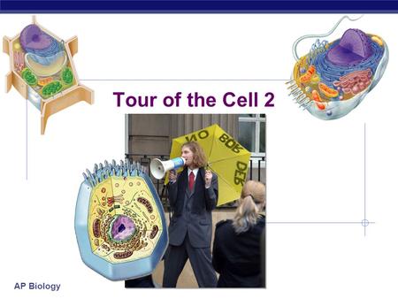 AP Biology Tour of the Cell 2 AP Biology Cells gotta work to live!  What jobs do cells have to do?  make proteins  proteins control every cell function.