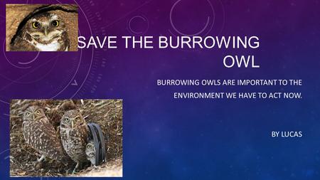 SAVE THE BURROWING OWL BURROWING OWLS ARE IMPORTANT TO THE ENVIRONMENT WE HAVE TO ACT NOW. BY LUCAS.