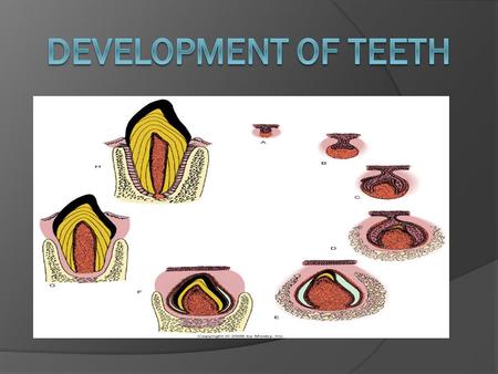 Development of teeth.