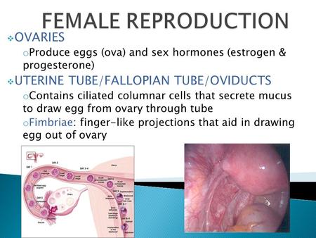  OVARIES o Produce eggs (ova) and sex hormones (estrogen & progesterone)  UTERINE TUBE/FALLOPIAN TUBE/OVIDUCTS o Contains ciliated columnar cells that.