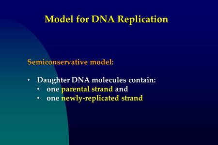 Model for DNA Replication Semiconservative model: Daughter DNA molecules contain: one parental strand and one newly-replicated strand.