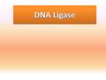 DNA Ligase.