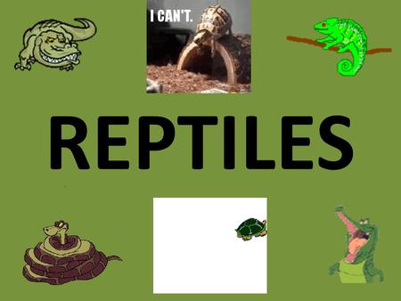 REPTILES. CROCODILE SNAKE LIZARD CHAMELEON TORTOISETURTLE.