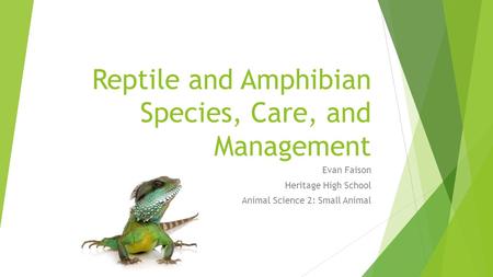 Reptile and Amphibian Species, Care, and Management Evan Faison Heritage High School Animal Science 2: Small Animal.