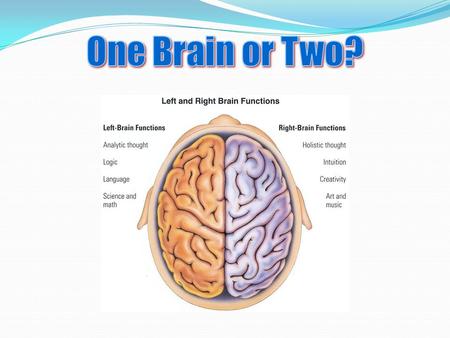 Exploring: extent that the two halves of the brain function independently By: Surgically severing the corpus callosum Roger W. Sperry Michael Gazzaniga.