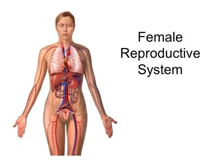 Female Reproductive System