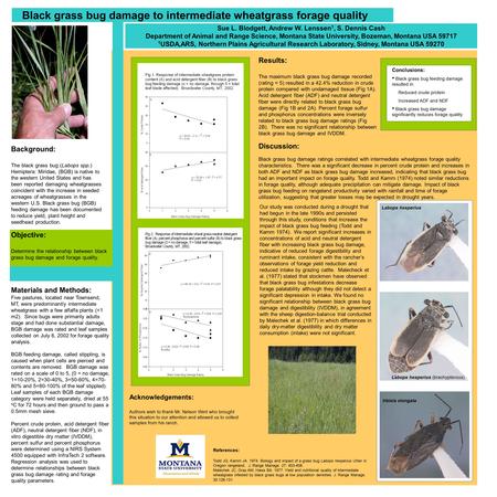 Black grass bug damage to intermediate wheatgrass forage quality Sue L. Blodgett, Andrew W. Lenssen 1, S. Dennis Cash Department of Animal and Range Science,