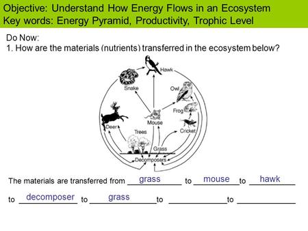 Objective: Understand How Energy Flows in an Ecosystem