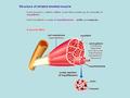 Skeletal Muscle - Attached to bone via tendons -Voluntary/conscious - Stimulated by motor neuron to contract - A muscle (eg. biceps) are made of several.