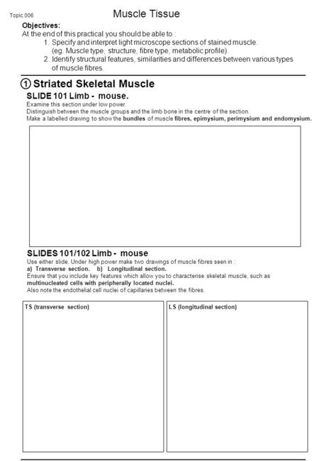 Topic 006 Muscle Tissue Objectives: At the end of this practical you should be able to : 1. Specify and interpret light microscope sections of stained.