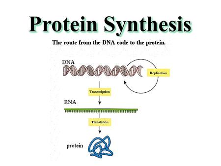 Protein Synthesis. Central Dogma Transcription - mRNA Genetic information is first transcribed into an RNA molecule. This intermediary RNA molecule is.