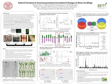 Fusarium-Induced Shoot Elongation Correlates with Seedling Lodging Rate and Root Reduction Natural Variation in Fusarium-Induced Morphological Changes.