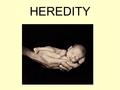 HEREDITY. Genotype: The genetic makeup of an organism. Phenotype: Observable genetic traits. Dominant: A genetic trait that is expressed with the presence.