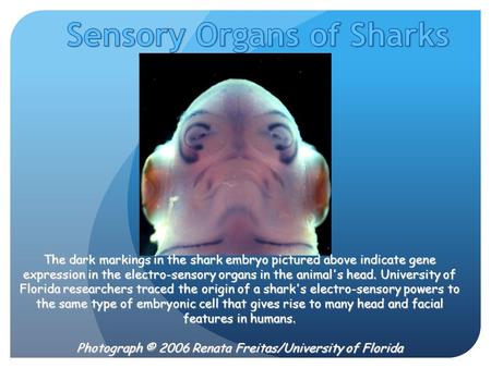 The dark markings in the shark embryo pictured above indicate gene expression in the electro-sensory organs in the animal's head. University of Florida.