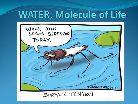 Hydrogen (+) Positive H Hydrogen (+) Positive H Oxygen (-) Negative O Water Molecule.