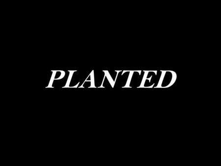 PLANTED. “24 “Therefore everyone who hears these words of mine and puts them into practice is like a wise man who built his house on the rock. 25 The.