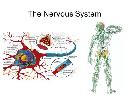 The Nervous System.