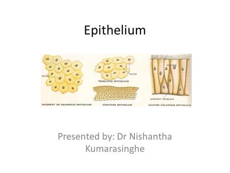 Epithelium Presented by: Dr Nishantha Kumarasinghe.