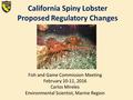 California Spiny Lobster Proposed Regulatory Changes Fish and Game Commission Meeting February 10-11, 2016 Carlos Mireles Environmental Scientist, Marine.