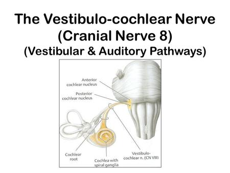 Functional Components of Peripheral Nerves