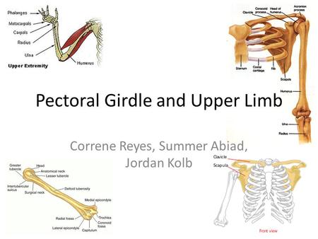 Pectoral Girdle and Upper Limb Correne Reyes, Summer Abiad, Jordan Kolb.