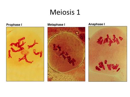 Meiosis 1.