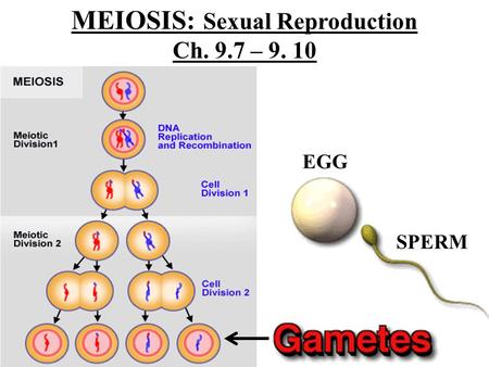 MEIOSIS: Sexual Reproduction Ch. 9.7 – 9. 10 EGG SPERM.