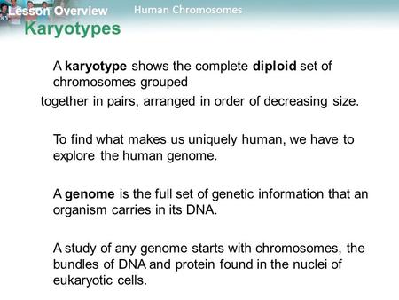 Lesson Overview Lesson Overview Human Chromosomes Karyotypes A karyotype shows the complete diploid set of chromosomes grouped together in pairs, arranged.