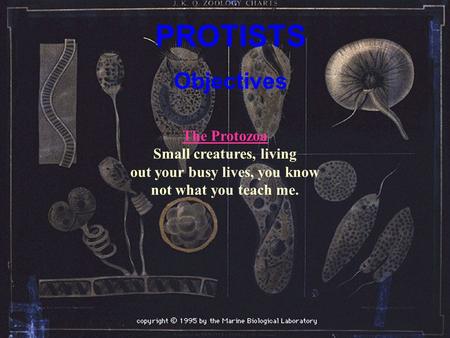 PROTISTS Objectives The Protozoa The Protozoa Small creatures, living out your busy lives, you know not what you teach me.