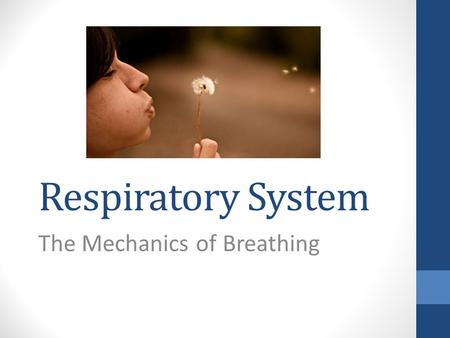 Respiratory System The Mechanics of Breathing. Breathing…. --also called VENTILATION --movement of air outside the body into the bronchial tree and alveoli.