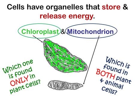 Chloroplast & Mitochondrion Cells have organelles that store & release energy. Which one is found ONLY in plant cells? Which is found in BOTH plant & animal.