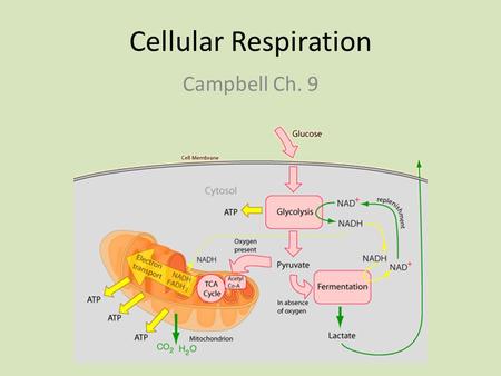 Cellular Respiration Campbell Ch. 9. Life Requires Energy Energy flows into an ecosystem as sunlight and leaves as heat Photosynthesis Cells use chemical.