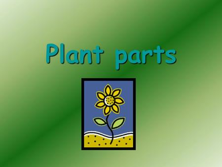 Plant parts. Roots Roots act like straws absorbing water and minerals from the soil. Tiny root hairs stick out of the root, helping in the absorption.