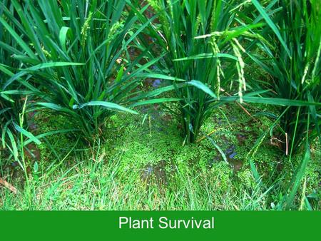 Plant Survival. The Earth can be very, very cold …