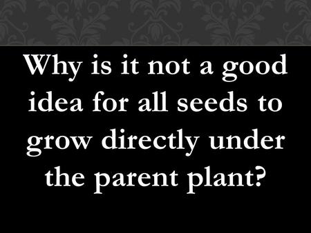 Why is it not a good idea for all seeds to grow directly under the parent plant?