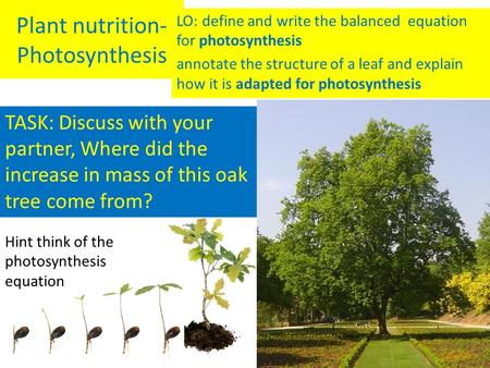 Plant nutrition- Photosynthesis LO: define and write the balanced equation for photosynthesis annotate the structure of a leaf and explain how it is adapted.