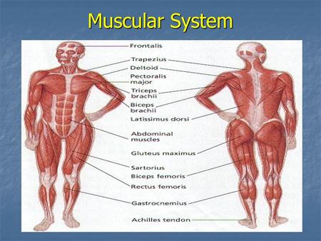 Muscular System. THE MUSCULAR SYSTEM COMPOSED OF MUSCLE TISSUE SPECIALIZED TO CONTRACT TO PRODUCE MOVEMENT WHEN STIMULATED BY NERVOUS SYSTEM.