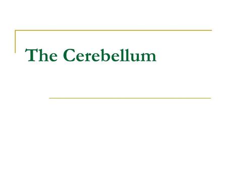 The Cerebellum.