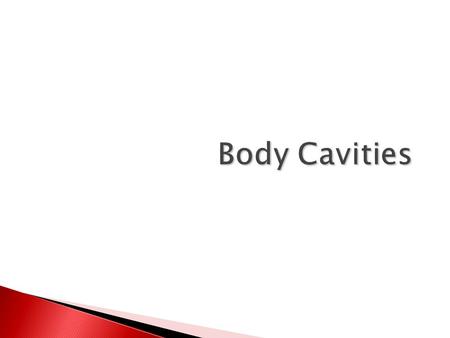 Body Cavities.  The body is not a solid structure  Made up of open spaces (cavities) that contain well-ordered, compact arrangements of internal organs.