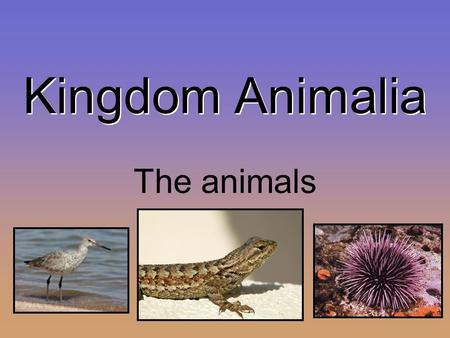 Kingdom Animalia The animals. The animal kingdom goes from the most basic creatures that have no true tissues, digestive cavity, brain, organs or backbone.