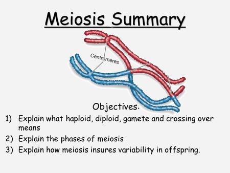 Meiosis Summary Objectives: 1)Explain what haploid, diploid, gamete and crossing over means 2)Explain the phases of meiosis 3)Explain how meiosis insures.