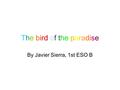 The bird of the paradiseThe bird of the paradise By Javier Sierra, 1st ESO B.