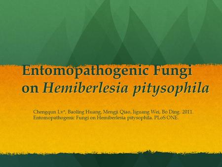 Entomopathogenic Fungi on Hemiberlesia pitysophila Chengqun Lv*, Baoling Huang, Mengji Qiao, Jiguang Wei, Bo Ding. 2011. Entomopathogenic Fungi on Hemiberlesia.