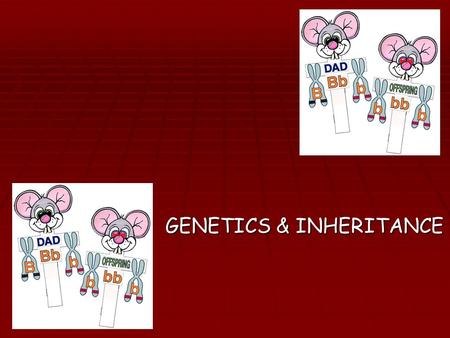 GENETICS & INHERITANCE. INHERITED CHARACTERISTICS  Leaf shape in plants  Coat colour in guinea pigs  Tongue rolling ability  Hair & eye colour These.