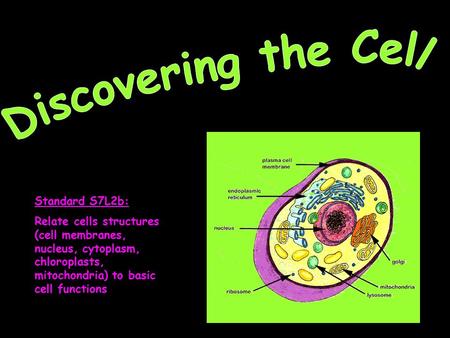 Discovering the Cell Standard S7L2b: